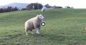 Ένα πρόβατο - ταλέντο στις... βολές [ΒΙΝΤΕΟ]