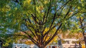 Ένα... «ερωτευμένο» δέντρο 242 ετών διεκδικεί τον τίτλο για «Δέντρο της Χρονιάς»