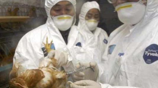 h5n1-bird-flu.jpg