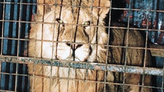 lion.jpg