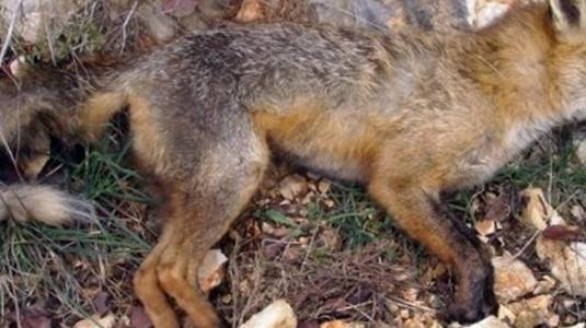 Νεκρά δεκάδες ζώα από φόλες στην Καλαμπάκα