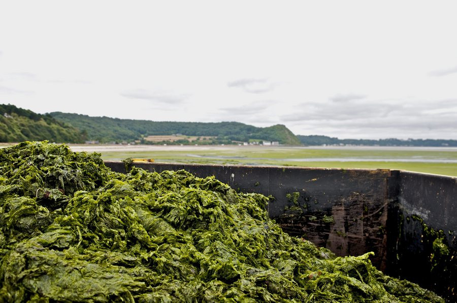 Πράσινα φύκια στις ακτές της Βρετάνης (φωτογραφία αρχείου EPA/GILDAS RAFFENEL)