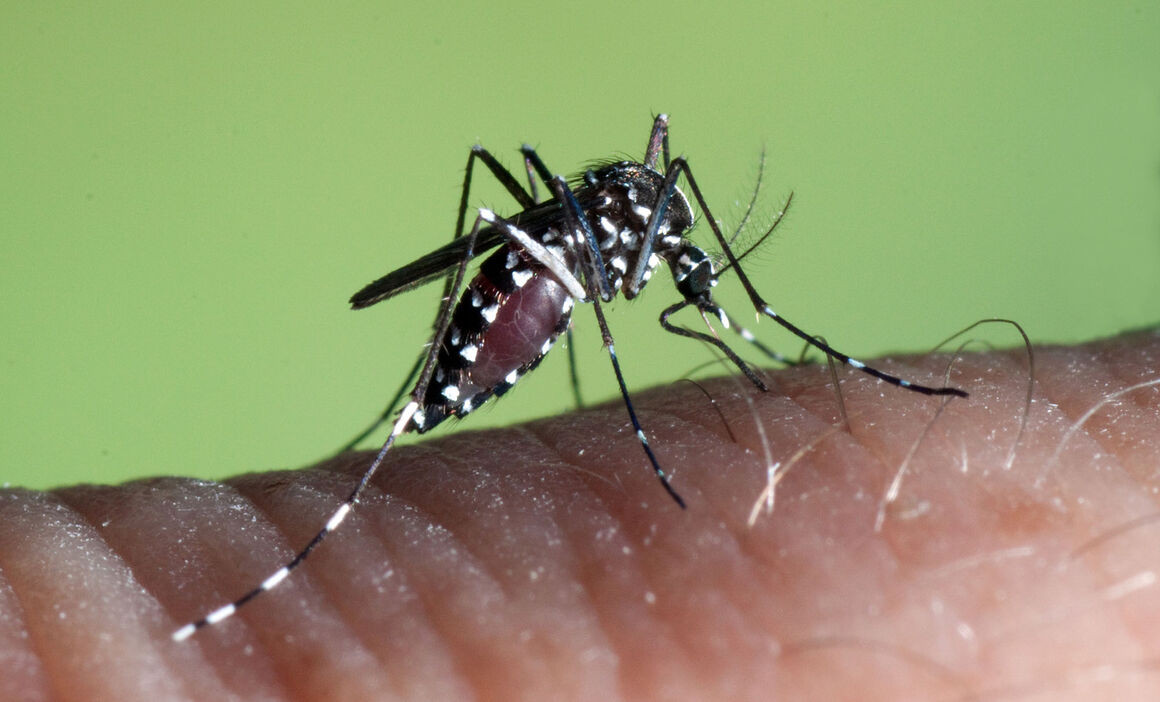 Το ασιατικό κουνούπι τίγρης μπορεί να μεταδώσει ασθένειες όπως ο Δάγκειος Πυρετός και ο ιός του Δυτικού Νείλου