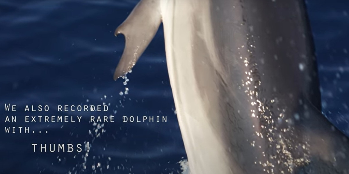 Κορινθιακός Κόλπος / Εντοπίστηκε σπάνιο δελφίνι με «αντίχειρες»