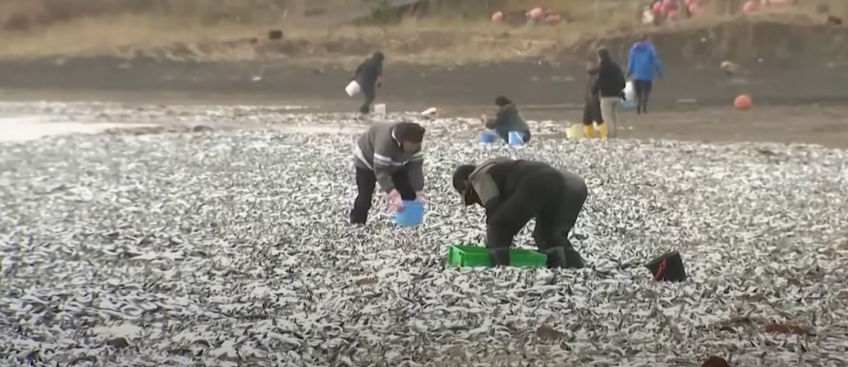 Ιαπωνία / Χίλιοι τόνοι νεκρών ψαριών εντοπίστηκαν στην επιφάνεια της θάλασσας – Τι εκτιμούν οι ειδικοί