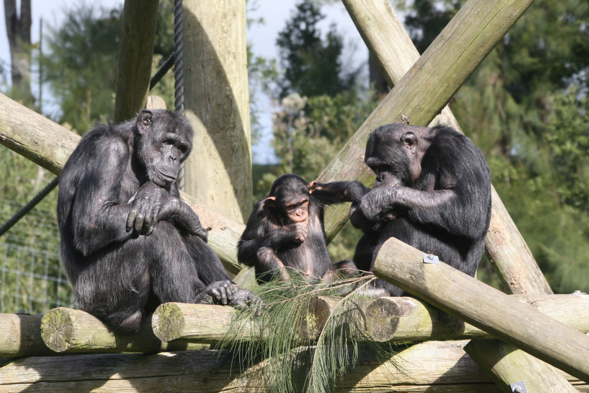 Nέα μελέτη / Οι χιμπατζήδες μπορούν να αναγνωρίσουν «φίλους» τους δεκαετίες αργότερα