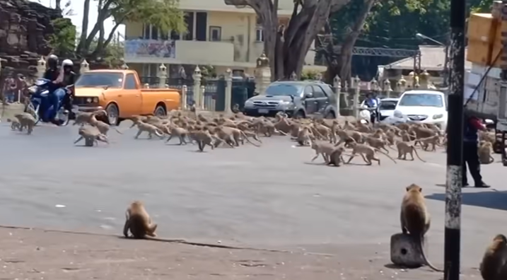 Ταϊλάνδη / 3.500 μαϊμούδες κάνουν επιδρομή στο κέντρο της Ταϊλάνδης