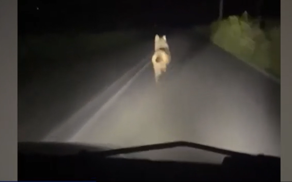 Βίντεο / Κυνήγησαν και τρομοκράτησαν λύκο με το αυτοκίνητο