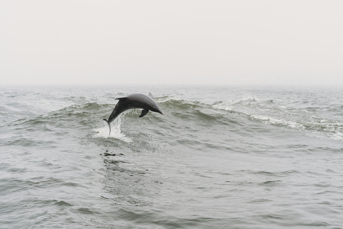 Φωτό αρχείου, δελφίνι στα ρηχά