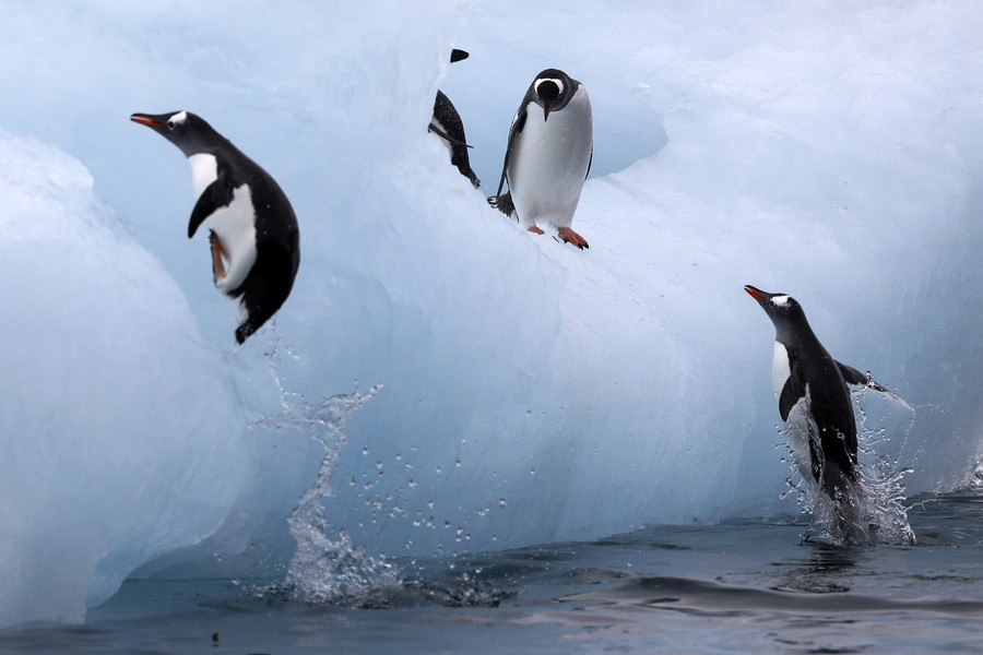 Πιγκουίνοι στην Ανταρκτική
