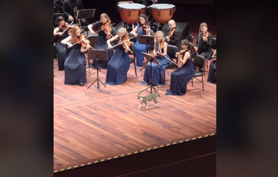 Κωνσταντινούπολη / Η στιγμή που μια γάτα περιπλανιέται σε σκηνή κατά τη διάρκεια συναυλίας