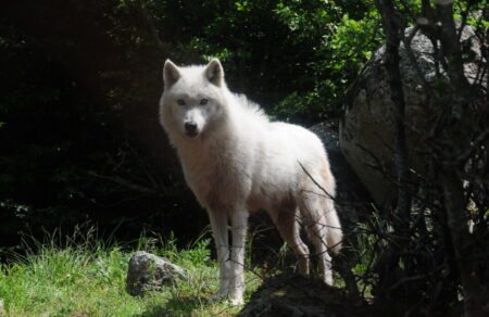 ereyna-o-kakos-o-lykos-sas-fovatai-667869