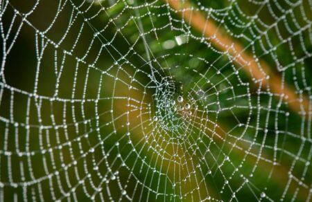 anakalypsi-vrethike-o-megalyteros-istos-arachnis-ston-kosmo-682785