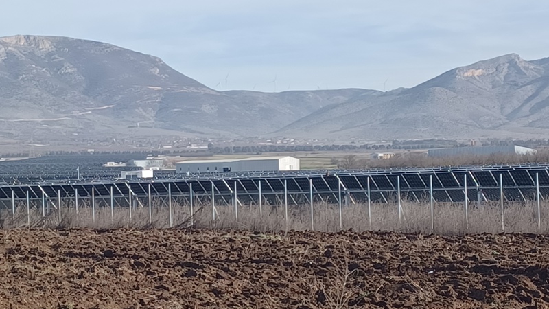 Το δάσος Φ/Β στον άλλοτε κάμπο περιστοιχίζει την Ακρινή. Πηγή: Vetonews.gr
