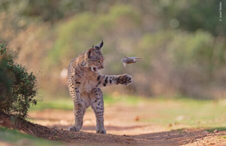 wildlife-photographer-2026-ekpliktikes-fotografies-tis-agrias-zois-723322
