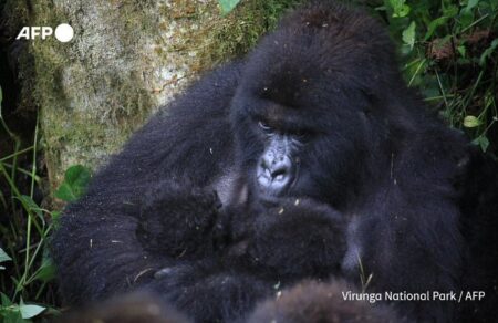 fysi-didymoi-goriles-gennithikan-sto-kongko-exairetika-spania-exelixi-741789