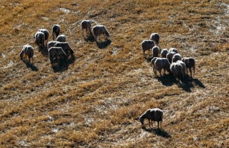 lesvos-tessera-nea-kroysmata-afthodoys-pyretoy-aystira-metra-se-ischy-742046