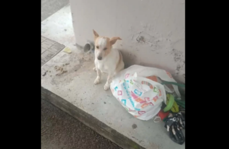 lemesos-egkateleipsan-skylo-se-stasi-leoforeioy-mazi-me-ta-paichnidia-toy-742011