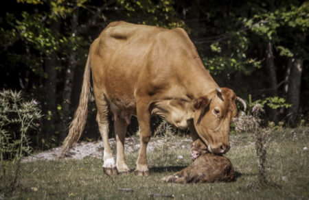 lesvos-stamata-apo-tin-pempti-i-agora-galaktos-logo-toy-afthodoys-pyretoy-737635