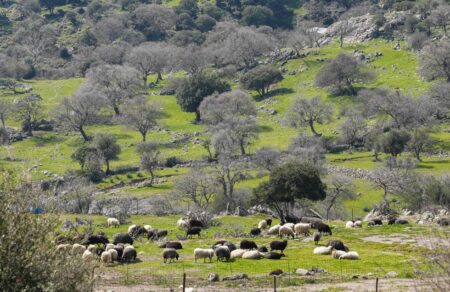 lesvos-dieyrynetai-i-estia-afthodoys-pyretoy-sta-13-ta-kroysmata-se-ischy-aystira-metra-periorismoy-741033