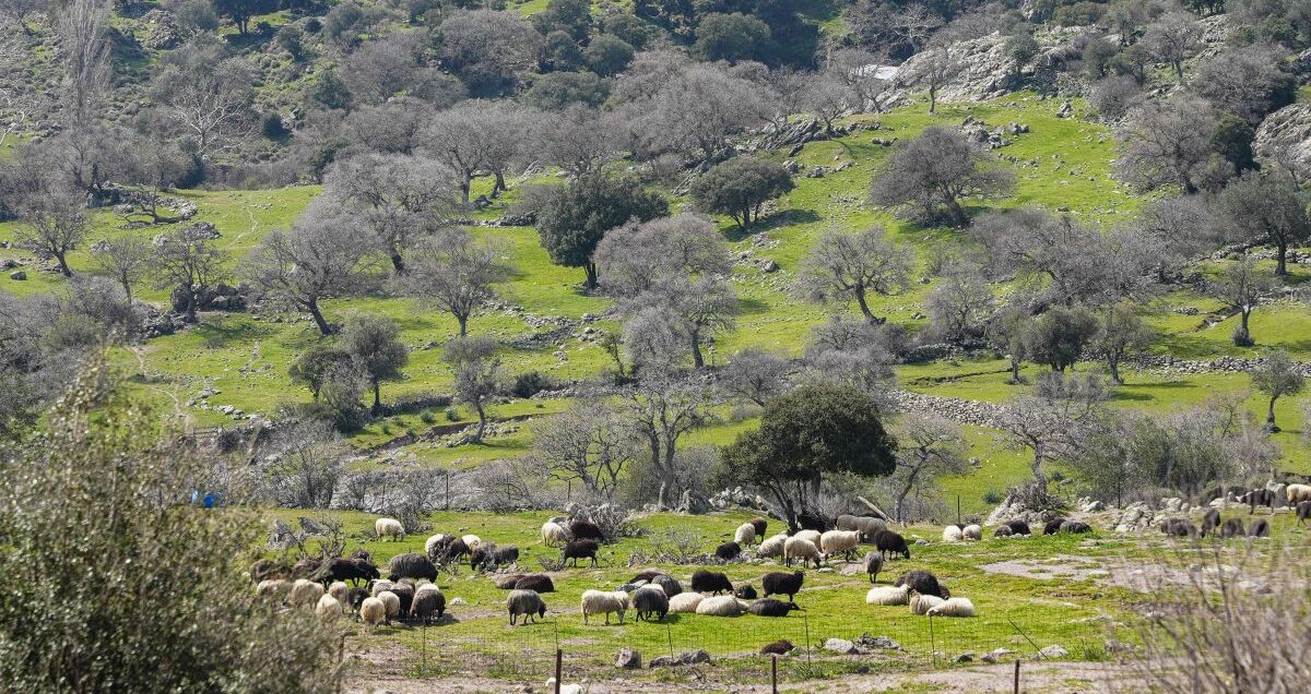 ΚΡΟΥΣΜΑΤΑ ΑΦΘΩΔΟΥΣ ΠΥΡΕΤΟΥ ΣΕ ΚΤΗΝΟΤΡΟΦΙΚΗ ΜΟΝΑΔΑ ΣΤΗΝ ΛΕΣΒΟ (ΠΑΝΑΓΙΩΤΗΣ ΜΠΑΛΑΣΚΑΣ/EUROKINISSI)
