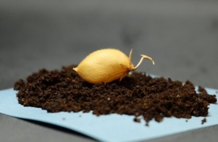 ereyna-epistimones-kalliergisan-revithia-se-prosomoiomeno-seliniako-choma-732773