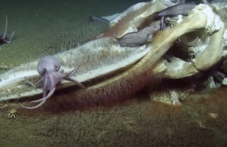 mas-ekplissoyn-diarkos-ta-paraxena-plasmata-ton-okeanon-poy-trefontai-apo-nekres-falaines-738128