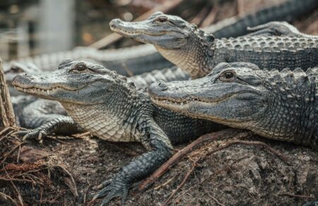 vretania-synelifthi-andras-poy-petaxe-3chrono-se-perivolo-krokodeilon-zoologikoy-kipoy-778528