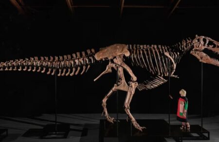 nea-yorki-istoriko-rekor-timis-polisis-se-dimoprasia-skeletoy-tyrannosayroy-rex-789749