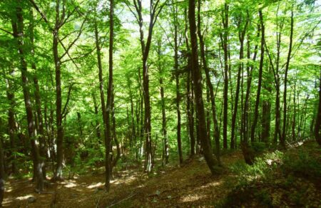vasiliki-maria-kotina-o-genetikos-ploytos-ton-ellinikon-dason-apenanti-stin-klimatiki-krisi-786928