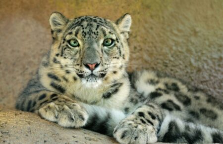 kina-agria-leopardali-toy-chionioy-se-ena-spanio-vinteo-ntokoymento-787262