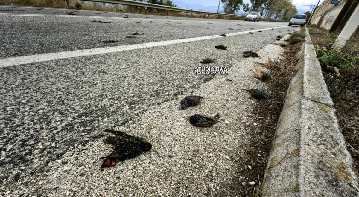 Αργολίδα / Χιτσκοκικό τοπίο με εκατοντάδες νεκρά πουλιά [Βίντεο]