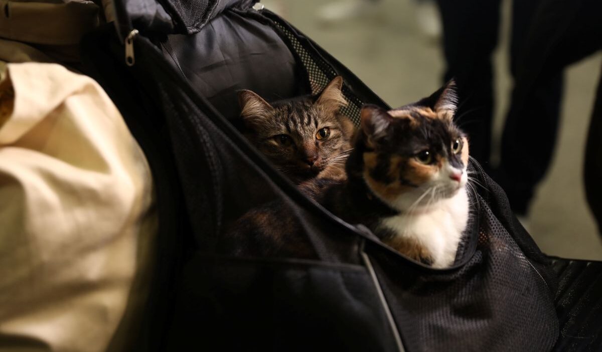 &Sigma;&upsilon;&gamma;&kappa;ί&nu;&eta;&sigma;&eta; &sigma;&tau;&omicron; &laquo;&Epsilon;&lambda;&epsilon;&upsilon;&theta;έ&rho;&iota;&omicron;&sigmaf; &Beta;&epsilon;&nu;&iota;&zeta;έ&lambda;&omicron;&sigmaf;&raquo; / &Epsilon;&pi;&alpha;&nu;&alpha;&pi;&alpha;&tau;&rho;ί&sigma;&tau;&eta;&kappa;&alpha;&nu; &delta;&epsilon;&kappa;ά&delta;&epsilon;&sigmaf; &kappa;&alpha;&tau;&omicron;&iota;&kappa;ί&delta;&iota;&alpha; &alpha;&pi;ό &tau;&eta; &Mu;έ&sigma;&eta; &Alpha;&nu;&alpha;&tau;&omicron;&lambda;ή