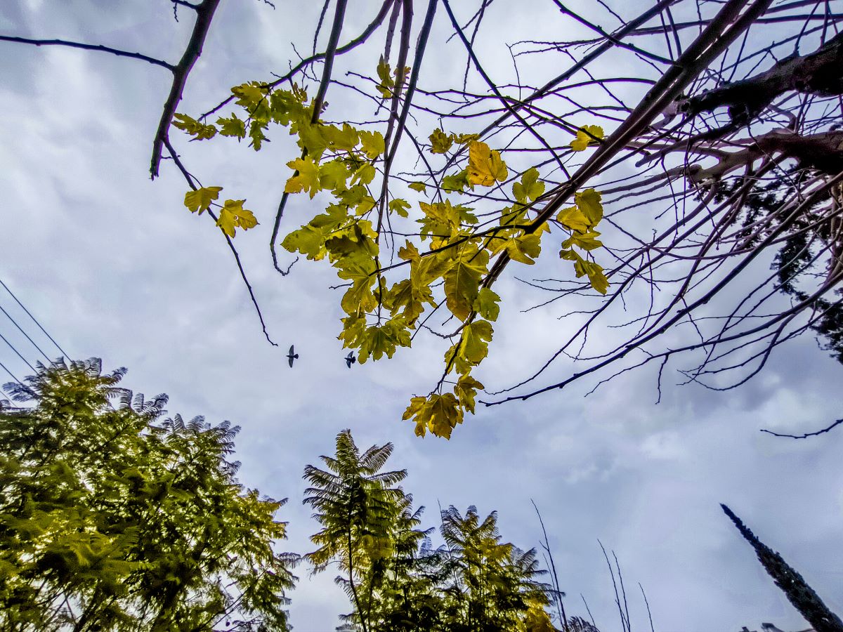 &Kappa;&alpha;&iota;&rho;ό&sigmaf; / &Mu;&alpha;&rho;&tau;&iota;ά&tau;&iota;&kappa;&eta; &laquo;&kappa;&alpha;&nu;&omicron;&nu;&iota;&kappa;ό&tau;&eta;&tau;&alpha;&raquo;