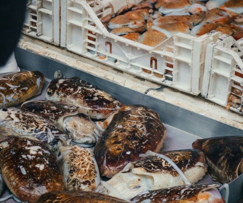 WWF / &Eta; &Mu;&epsilon;&sigma;ό&gamma;&epsilon;&iota;&omicron;&sigmaf; &alpha;&nu;ά&mu;&epsilon;&sigma;&alpha; &sigma;&tau;&iota;&sigmaf; &laquo;&pi;&iota;&omicron; &epsilon;&pi;&iota;&beta;&alpha;&rho;&upsilon;&mu;έ&nu;&epsilon;&sigmaf; &theta;ά&lambda;&alpha;&sigma;&sigma;&epsilon;&sigmaf; &tau;&omicron;&upsilon; &pi;&lambda;&alpha;&nu;ή&tau;&eta;&raquo; &ndash; &Omicron; &nu;έ&omicron;&sigmaf; &omicron;&delta;&eta;&gamma;ό&sigmaf; &laquo;Fish Guide&raquo;