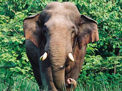 Κένυα: Ελέφαντας σκότωσε μια γυναίκα και την κόρη της