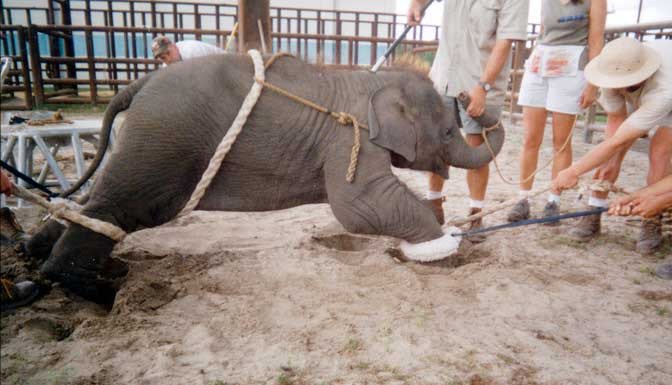 Βασανισμοί ζώων στα παρασκήνια Τσίρκου