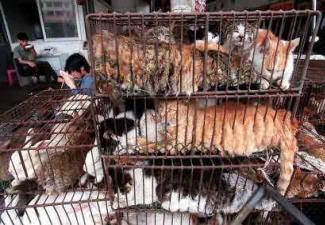 Κίνα: Τέλος στη κατανάλωση κρέατος από σκύλο ή γάτα