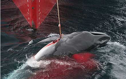 Με προσφυγή στη Χάγη απειλεί η Αυστραλία την Ιαπωνία για τη φαλαινοθηρία