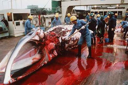 «Διπλωματική λύση» επιθυμεί η Ιαπωνία για την φαλαινοθηρία