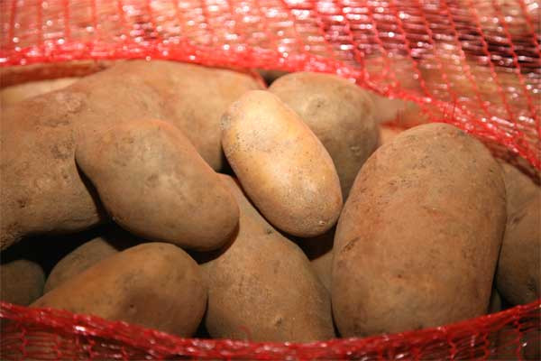 «Όχι» λέει η Ελλάδα στην καλλιέργεια μεταλλαγμένης πατάτας