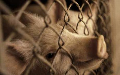 Ελβετία: «Όχι» στο δικαίωμα των ζώων για εκπροσώπηση στα δικαστήρια