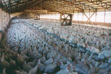 Μολυσμένα με βακτηρίδια το 75% των πουλερικών της ΕΕ