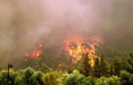 Στάχτη μισό στρέμμα δάσους στη Χαλκιδική από πυρκαγιά