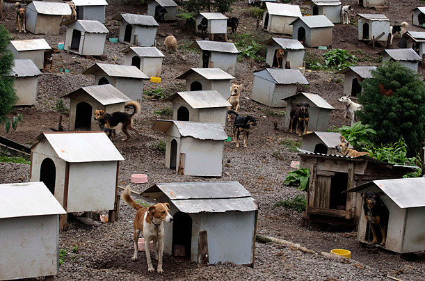 Μια πολιτεία για 1.600 σκύλους στη Βραζιλία
