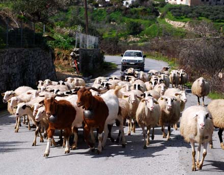 Πρόβατα με… φώτα πορείας