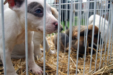 Παραεμπόριο σκύλων στην Ευρώπη – Κουτάβια στη μαύρη αγορά