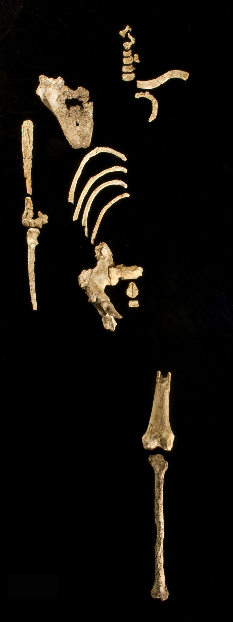 Στο φως σκελετός πρώιμου προγόνου του ανθρώπου, ηλικίας 3,6 εκατ. ετών