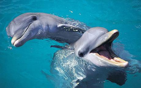 «Μην βασανίζετε τα δελφίνια!»
