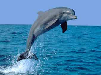 «Πλούσια» σε δελφίνια η Ελλάδα – Κίνδυνος η ρύπανση κι η υπεραλίευση